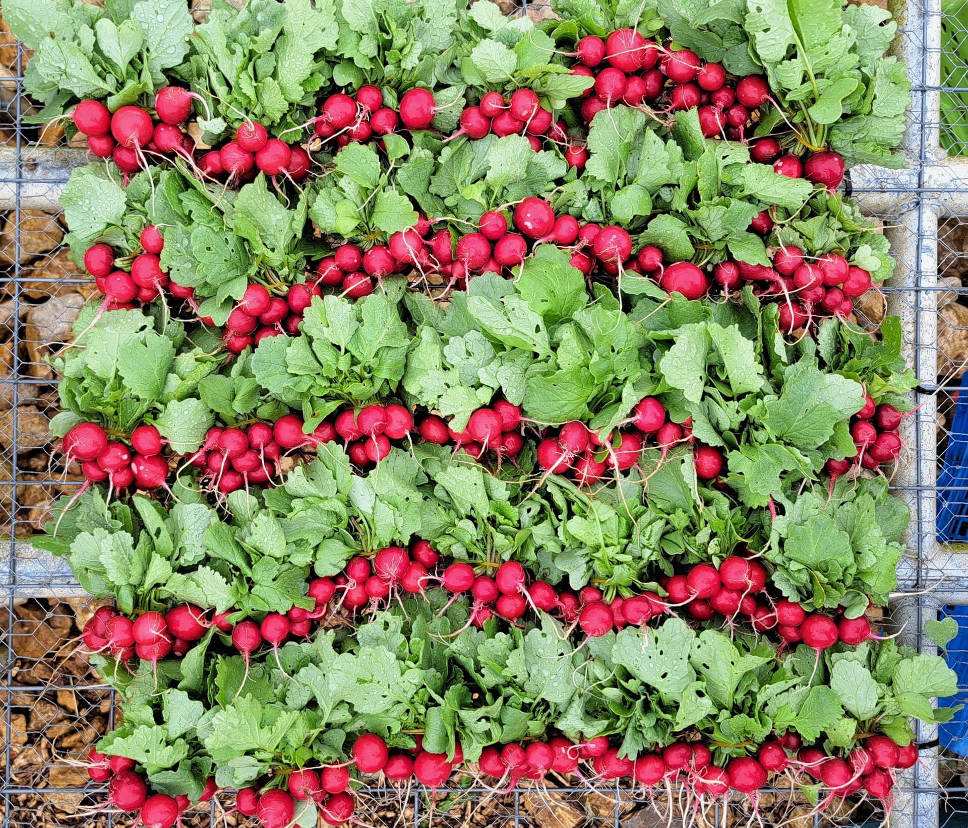 Good Small Farms