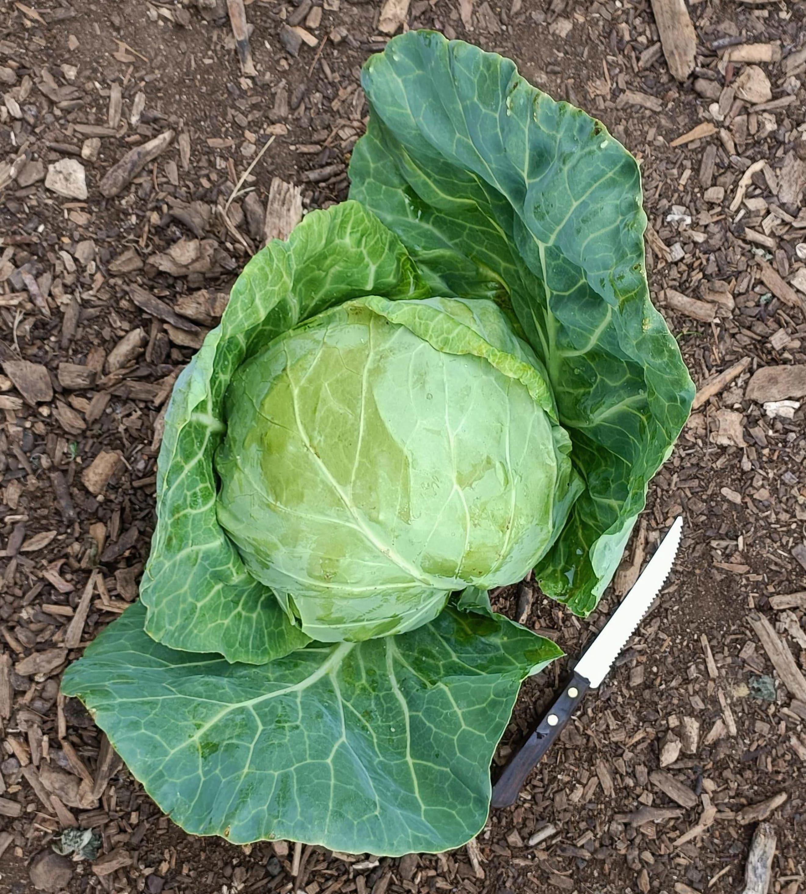 Cabbage