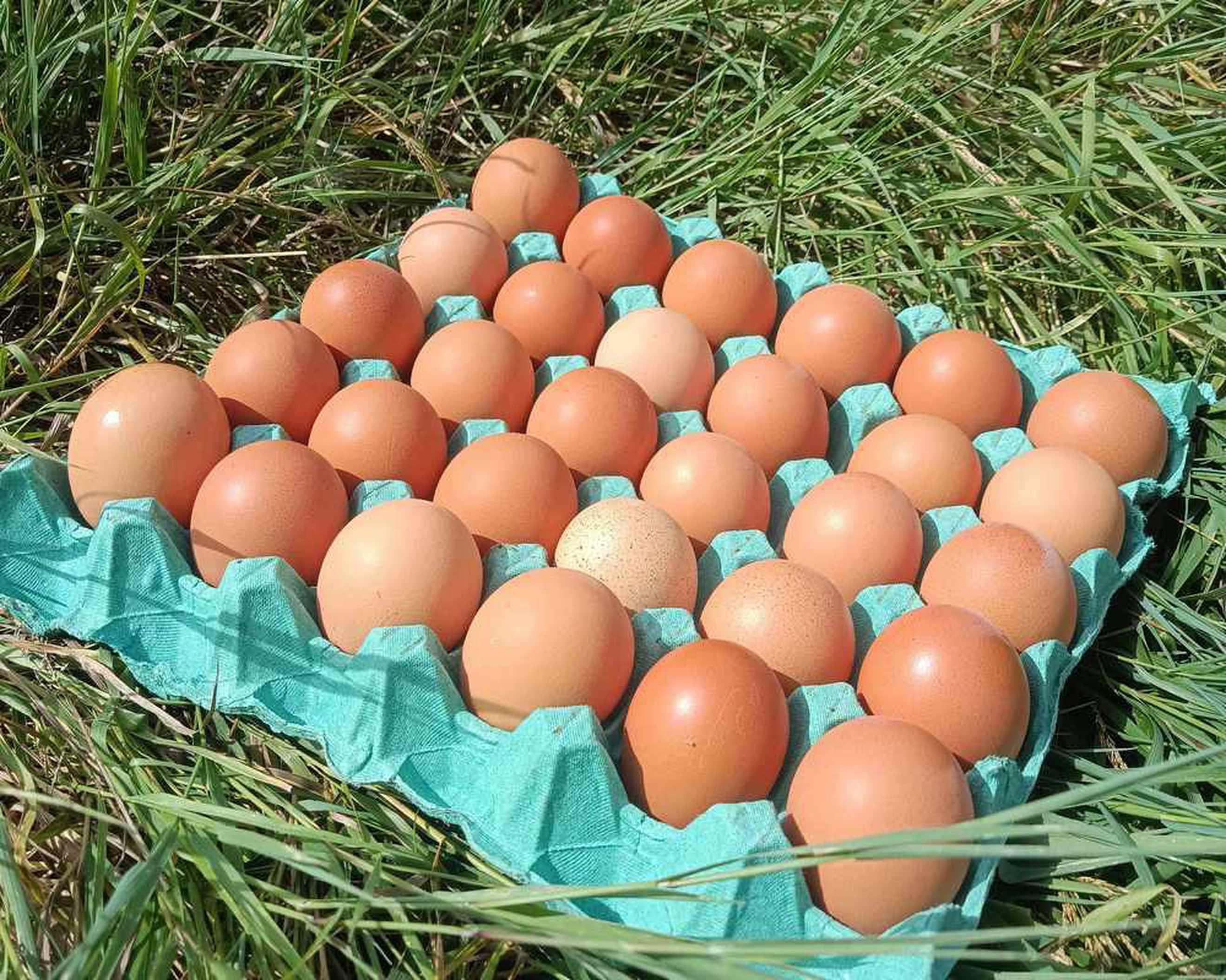 30 Organic Eggs Tray