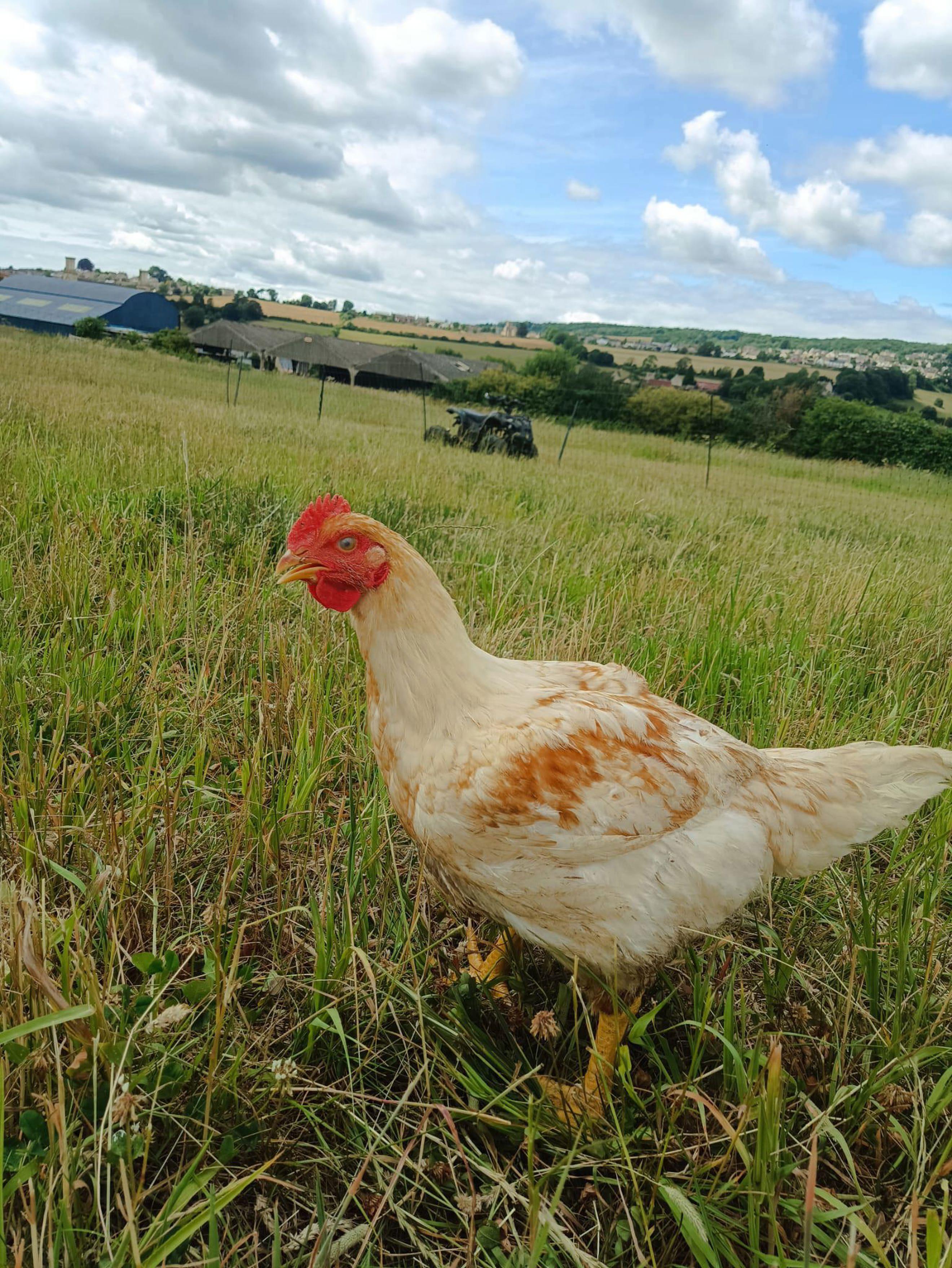 Organic chicken breast pack (min 400g)