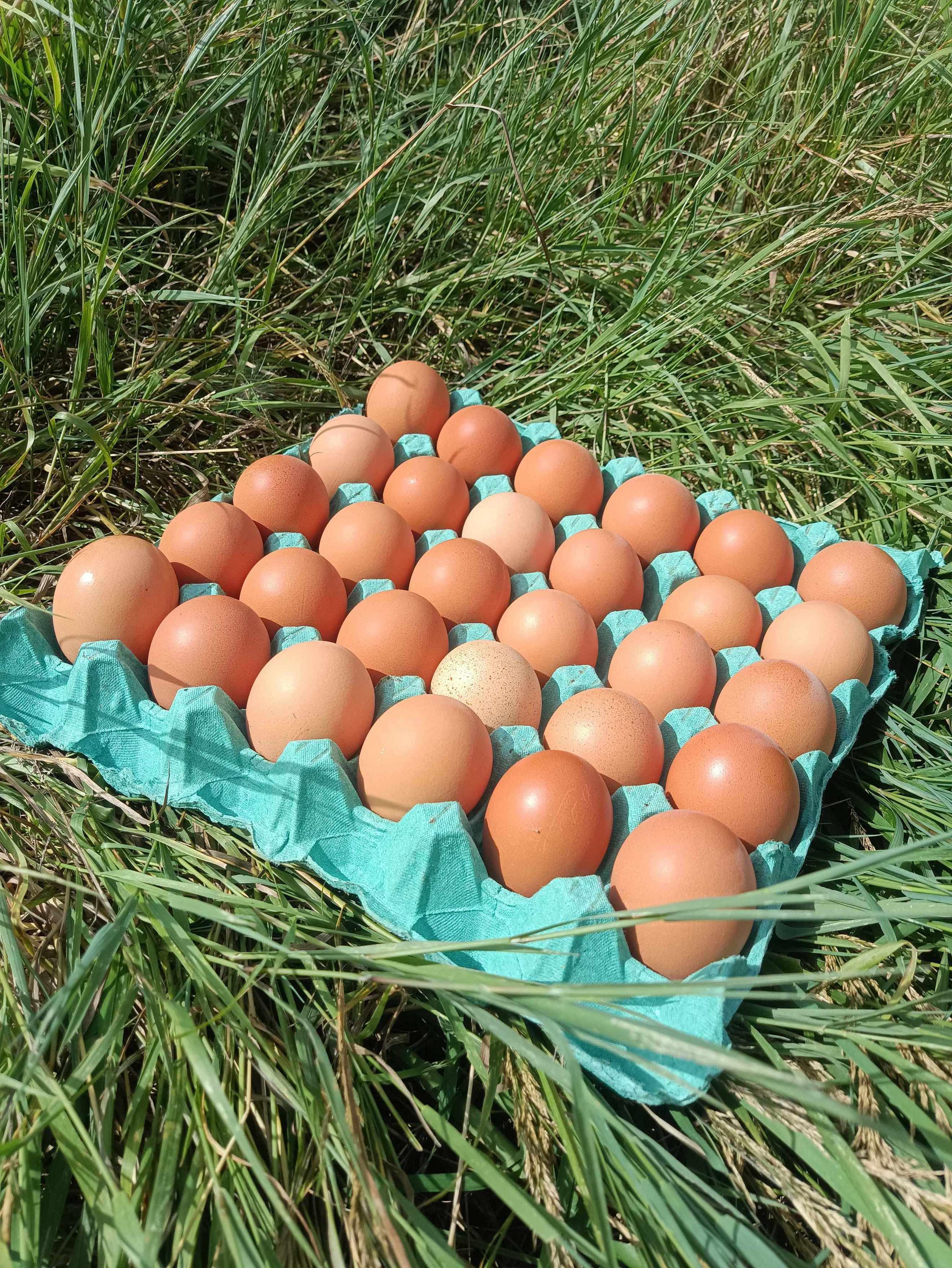 30 Organic Eggs