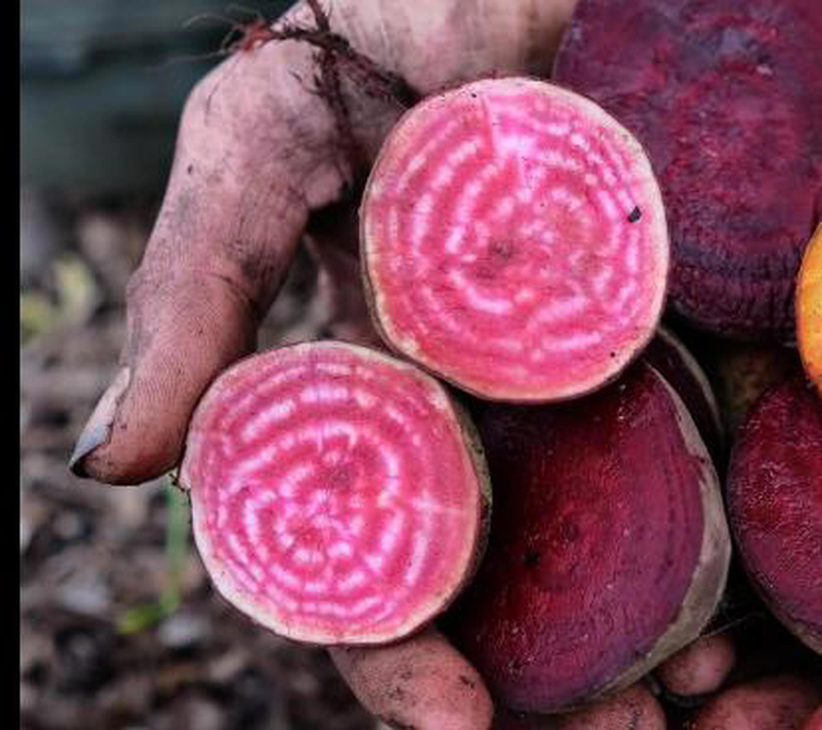 Candy Beetroot